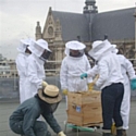Les ruches sur le toit de La Poste du Louvre