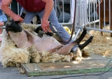 Patagonia interrompt ses relations avec un fournisseur accusé de cruauté envers les animaux