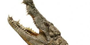 Des fournisseurs d'Hermès pointés du doigt pour l'abattage cruel de crocodiles