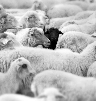 IT / Digital : RGPD: le DPO, un mouton à 5 pattes?