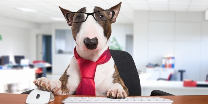 Emmener son chien au travail : une vrai source de bien-être?