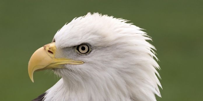 Achats de prestations juridiques : attention chasse-gardée!