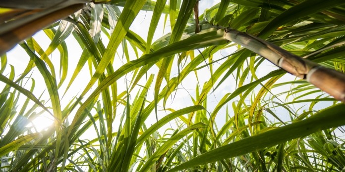 Carrefour lance la première filière réunionnaise de sucre de canne bio