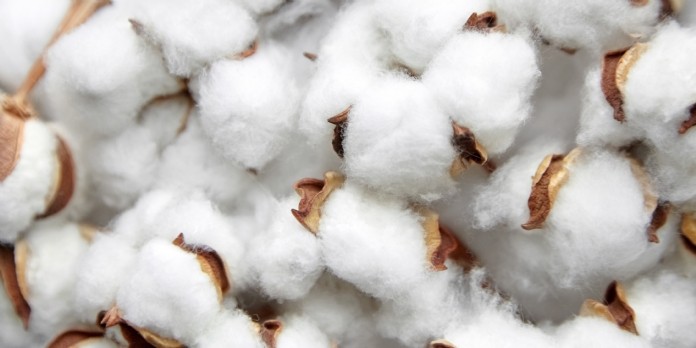 Levi Strauss & Co, Tesco et Gildan veulent du coton cultivé de manière plus durable