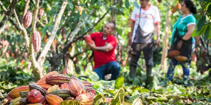 Covid-19 : Max Havelaar aide les producteurs de cacao