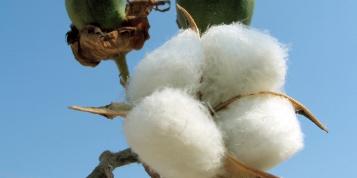 Levi Strauss & Co rejoint le U.S. Cotton Trust Protocol