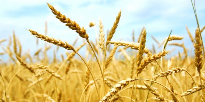 'Non, il n'y a pas de pénurie de blé'